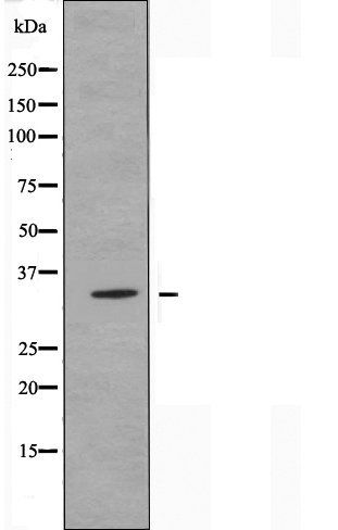 OR13C3 antibody