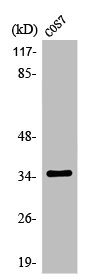 OR13C4 antibody
