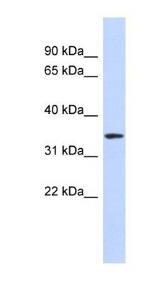 OR13C5 antibody
