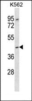 OR13F1 antibody