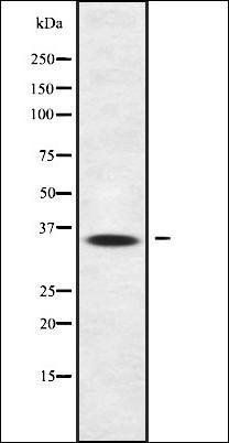 OR13J1 antibody