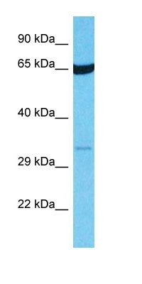 OR14I1 antibody