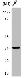 OR1A1 antibody