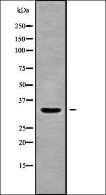 OR1A2 antibody