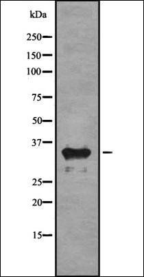 OR1C1 antibody
