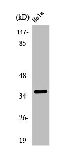 OR1D5 antibody