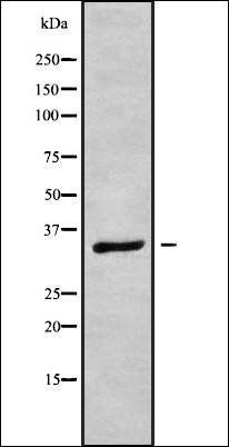OR1E1 antibody