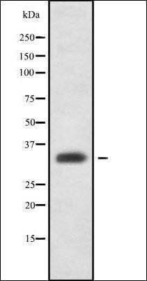 OR1G1 antibody