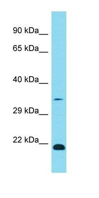 OR1K1 antibody