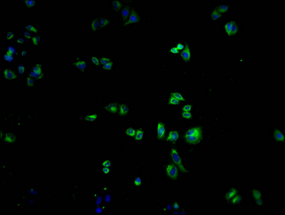 OR1K1 Antibody