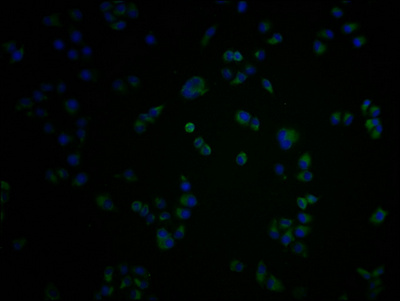 OR1K1 Antibody