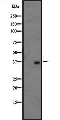 OR1L3 antibody