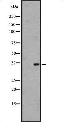 OR1L4/1L6 antibody