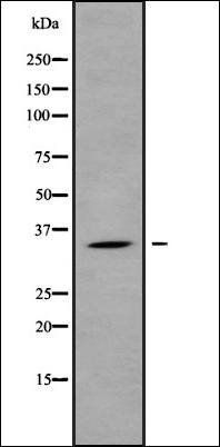 OR1L8 antibody
