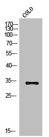 OR2A1; Antibody