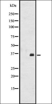 OR2A12 antibody