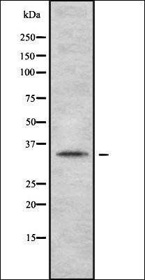 OR2A2 antibody