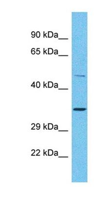 OR2A25 antibody