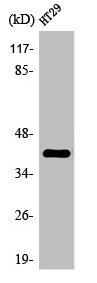 OR2A25 antibody