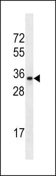 OR2A42 antibody