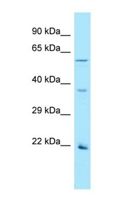 OR2AG1 antibody