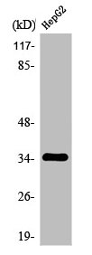 OR2AG1 antibody