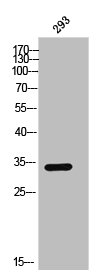 OR2AG2 antibody