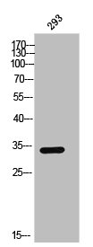 OR2AG2/OR2AG1 Antibody