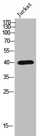 OR2AP1 Antibody