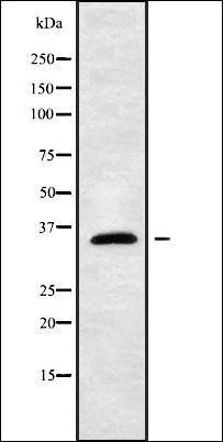 OR2B3 antibody