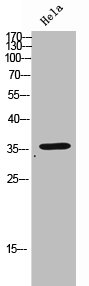 OR2D3 antibody