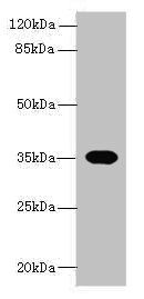 OR2H1 antibody