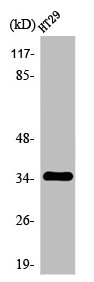 OR2J2 Antibody