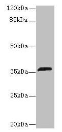 OR2L13 antibody