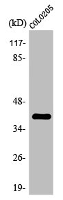 OR2L5 antibody