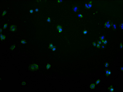 OR2M2 Antibody