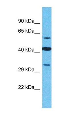 OR2M4 antibody