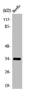 OR2M7 antibody