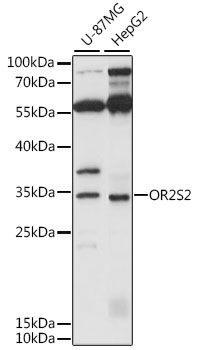 OR2S2 antibody