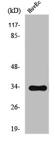 OR2T2 antibody