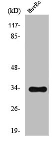 OR2T2/OR2T35 Antibody