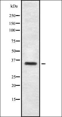 OR2T3/34 antibody