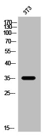 OR2W3 Antibody