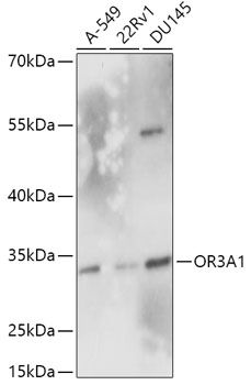 OR3A1 antibody