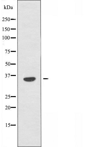 OR4A15 antibody