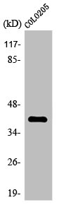 OR4A16 antibody