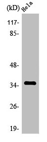 OR4C13 antibody