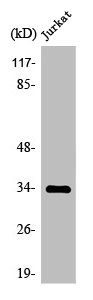 OR4C15 Antibody