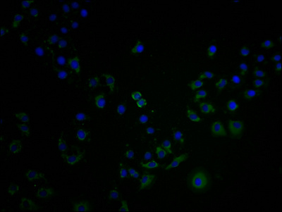 OR4C15 Antibody