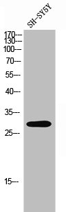 OR4C16 antibody